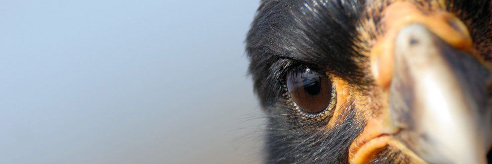 Ugglefåglar | Mossen banner