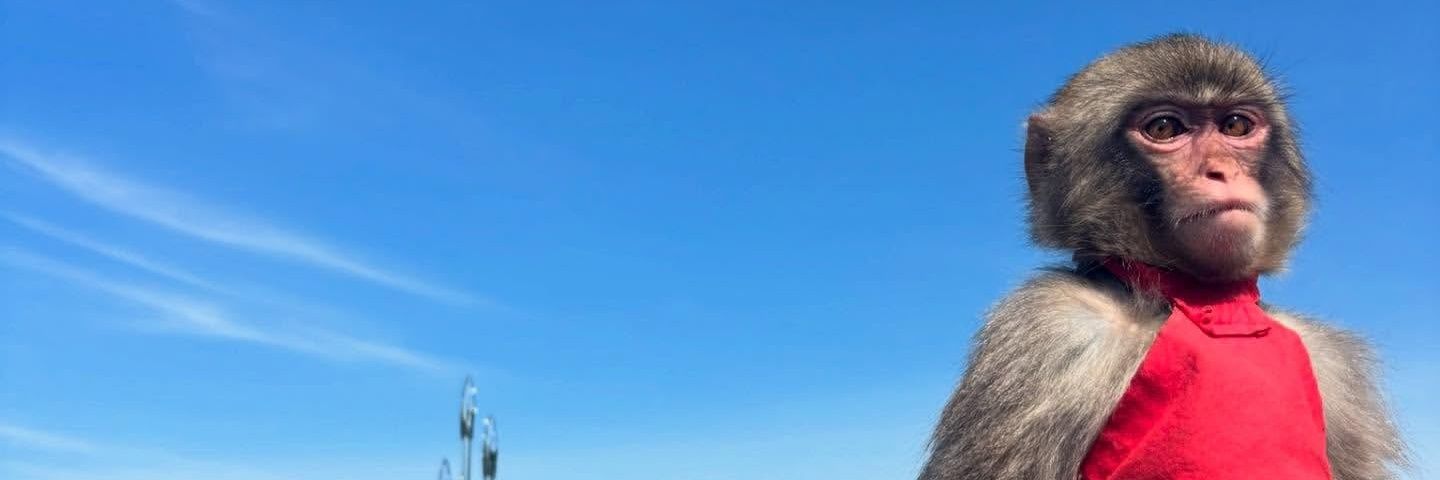 Qui banner