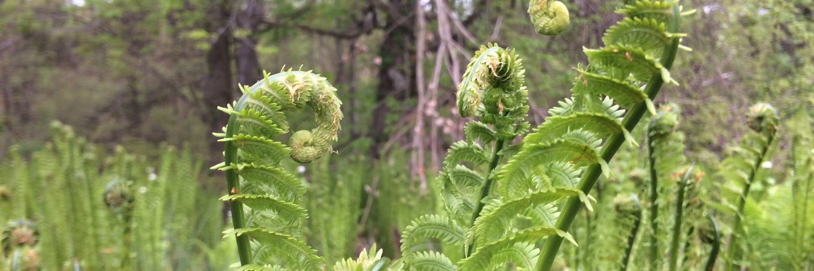 Katie Allan Zobel banner