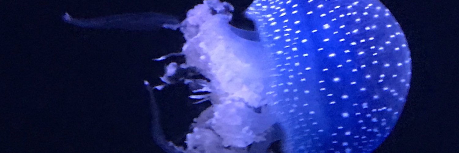 Mr_Pipefish's profile banner image