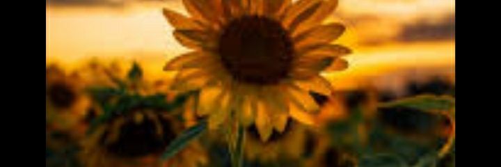 chels_amber_'s profile banner image