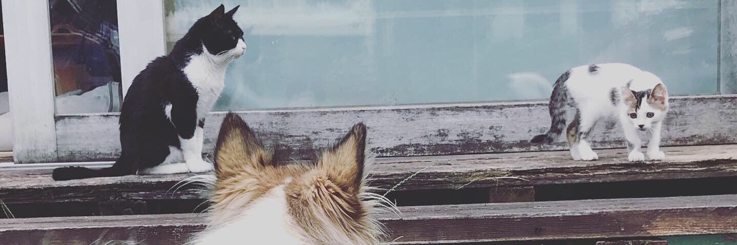yuki🐈 banner