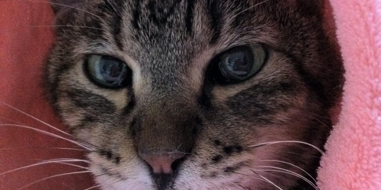 taroshie's profile banner image