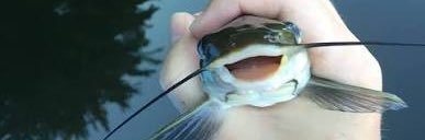 those who know banner