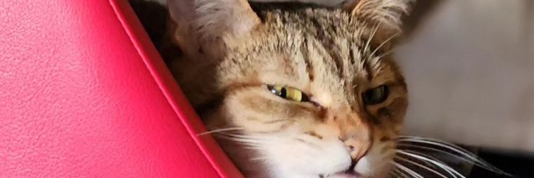 🐧🍥🍉海くん🥛🦁(寿司屋)🍉 banner