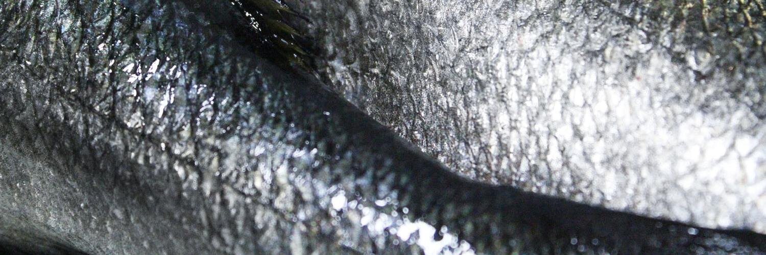 thefullDANce's profile banner image