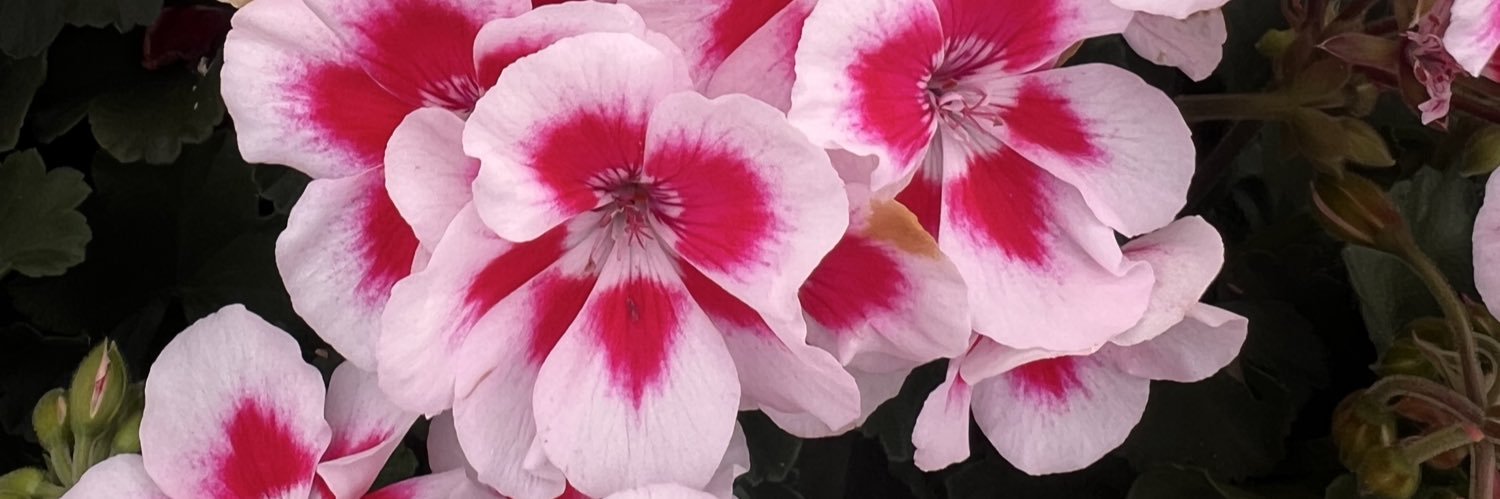 newlandsplants's profile banner image
