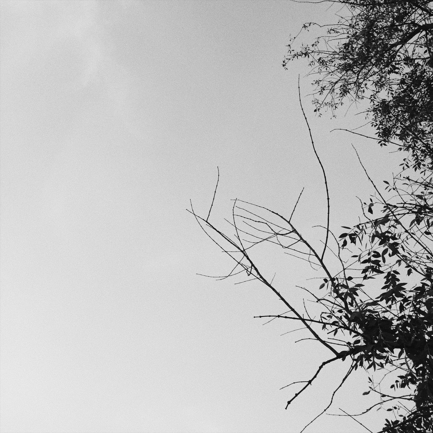 19th banner