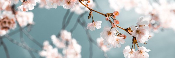 HaoyiQiu Profile Banner