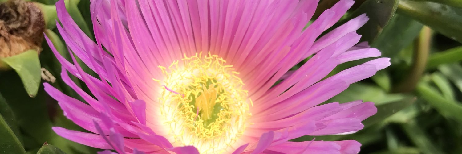 LassMarsh's profile banner image