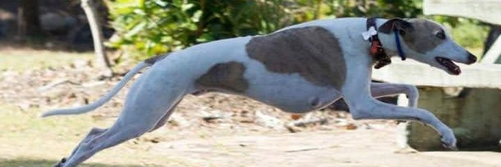 reeannekeena's profile banner image