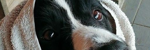 Bowe831's profile banner image