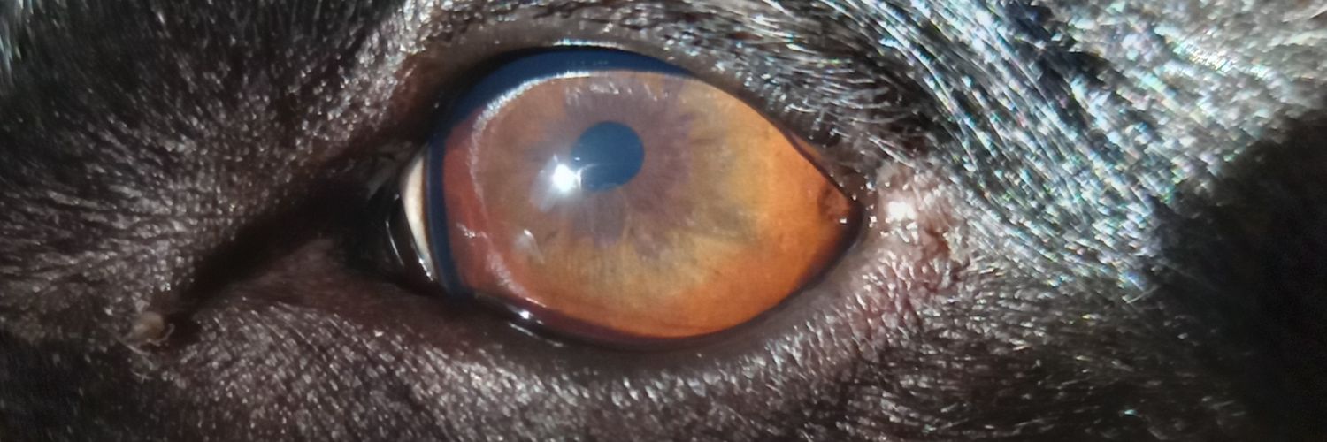 AngeliniAB's profile banner image