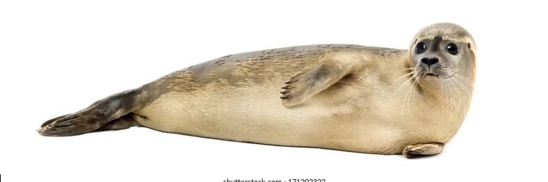 evil Salli📉 banner