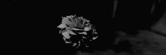 Snape_krbot's profile banner image