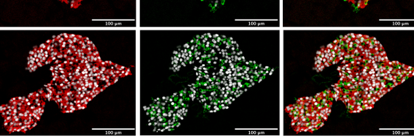 BlumLabWisc Profile Banner