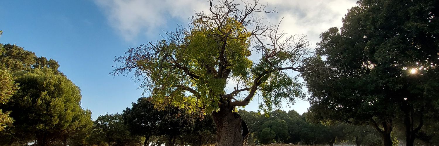 Mehmet Şafak Sarı banner
