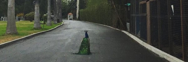 megmyscofski Profile Banner