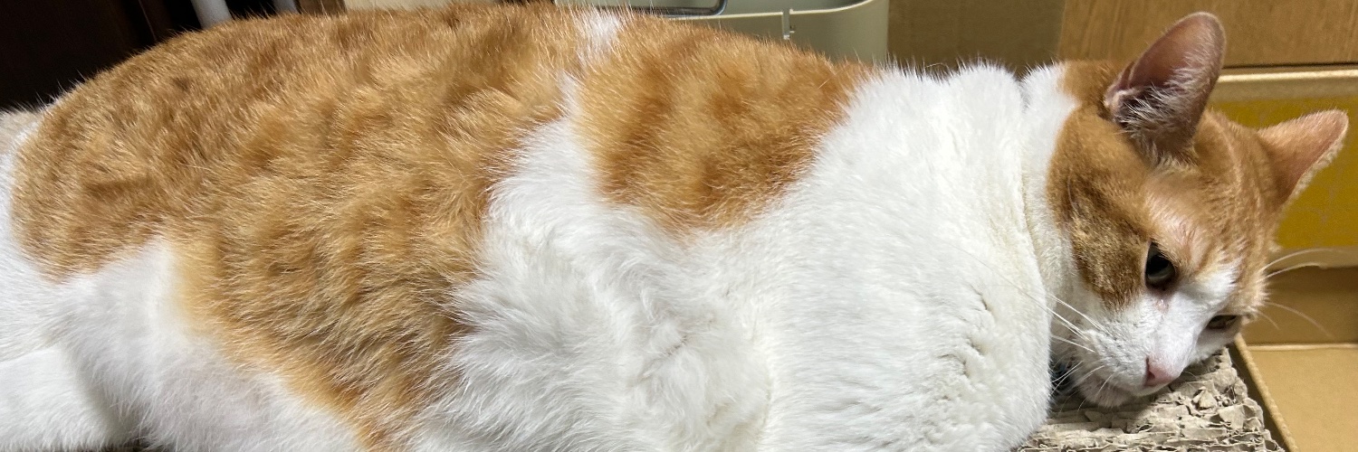 こりすキョーコ 🐿️ banner
