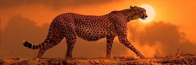 Azzam1's profile banner image