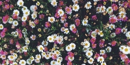 lolligedye's profile banner image