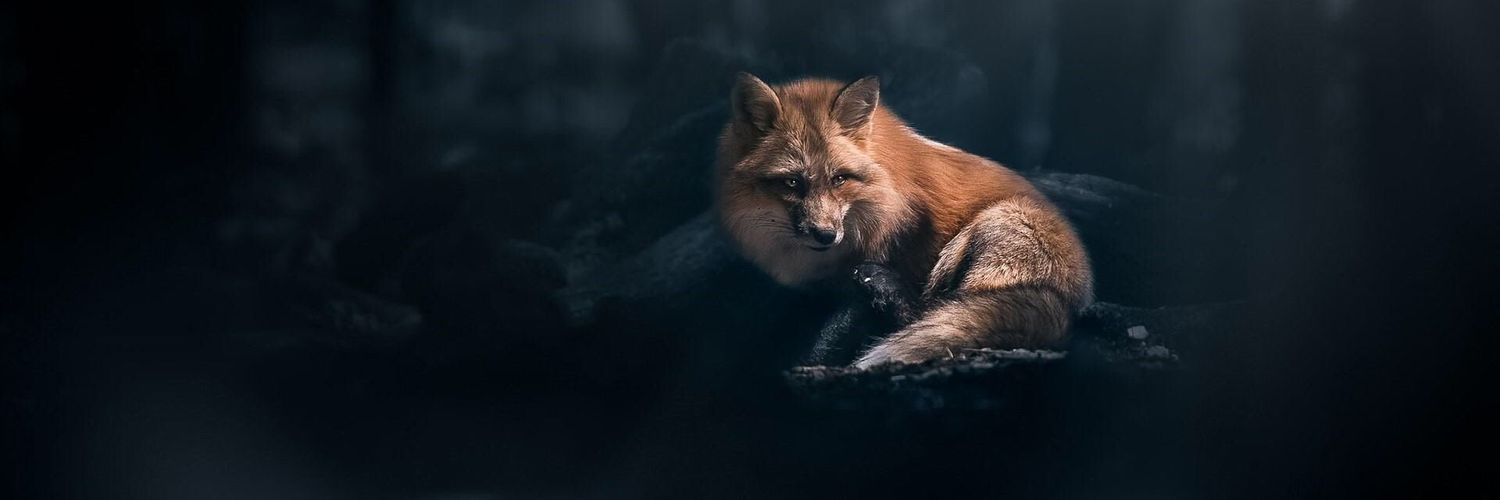 Stevie_Joy's profile banner image