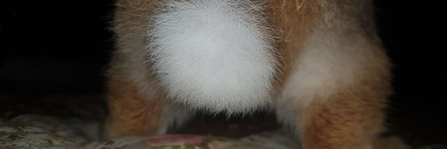 토끼릴리's banner