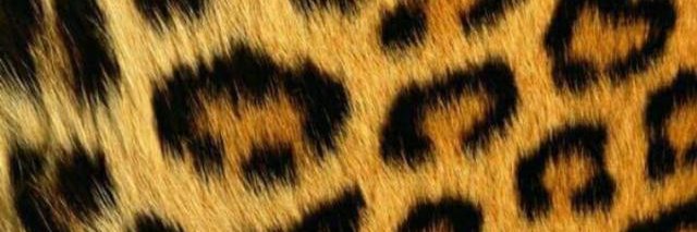 pericoco86's profile banner image