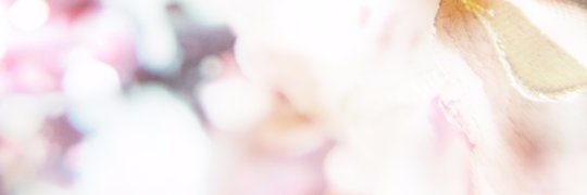 yo suzuki akisai banner