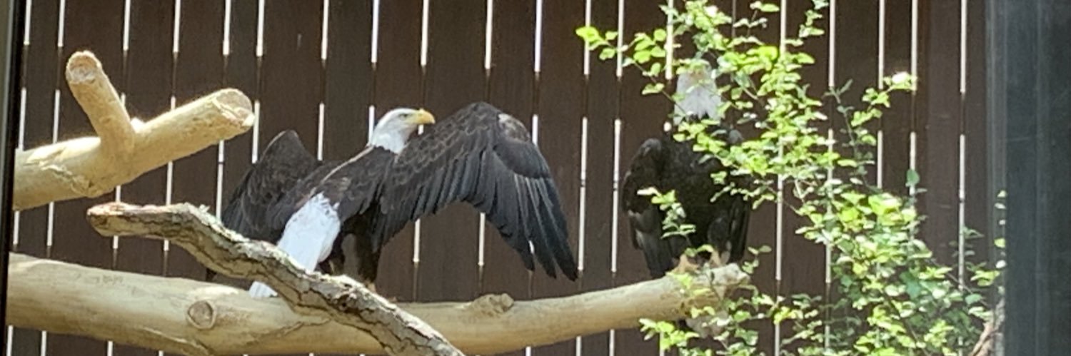 This Train Has No Brakes banner