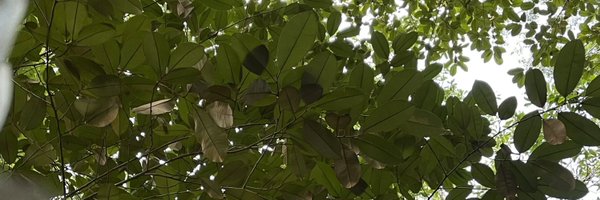 multibernz Profile Banner