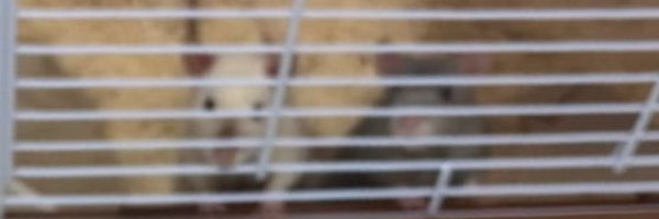 nTocA_ Profile Banner