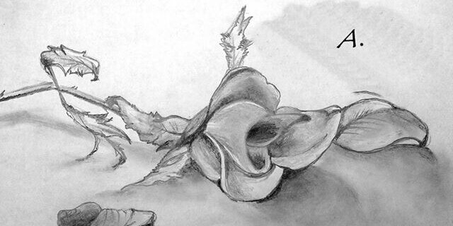 junita_p's profile banner image