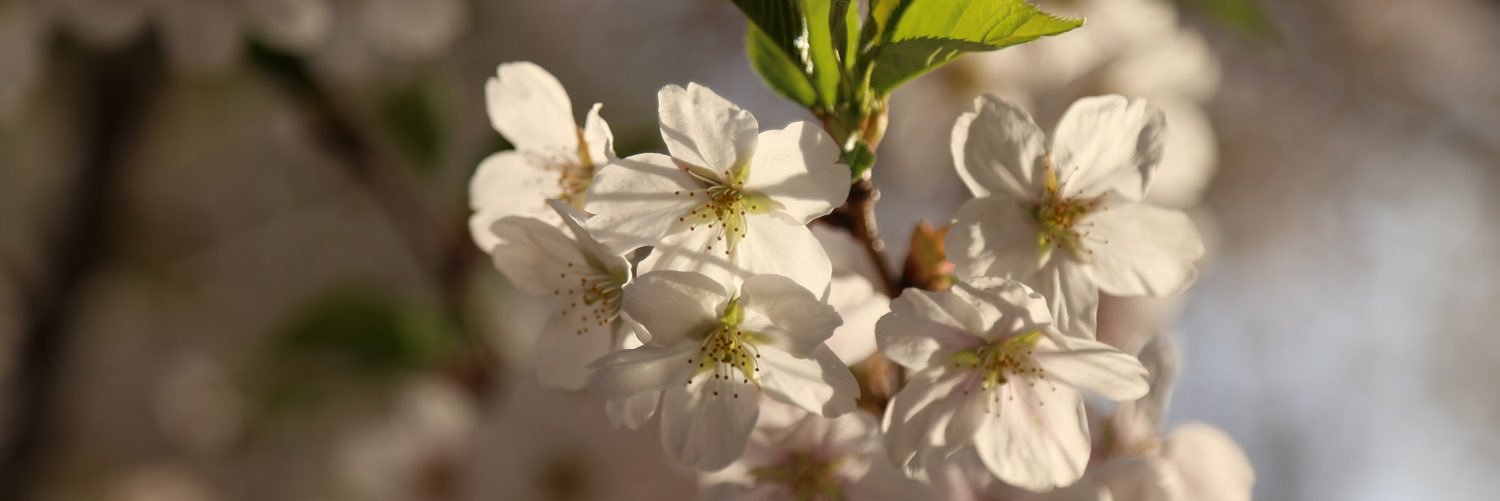 _VitoWu's profile banner image