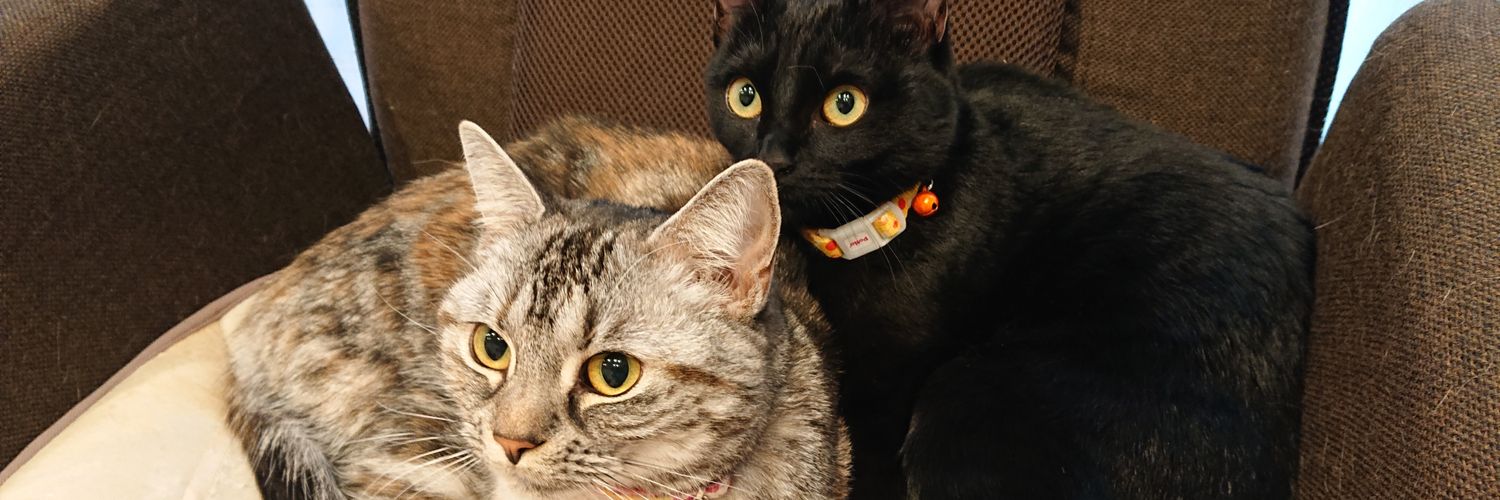 ペコ😺愛猫3匹 banner