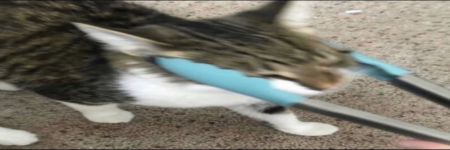 Missfit's banner