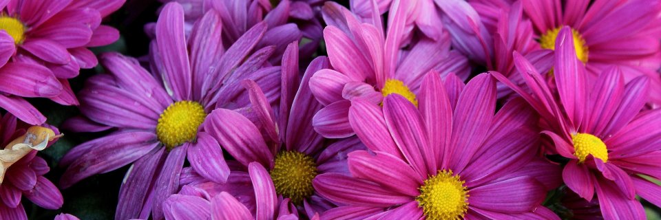MartaPCentelles's profile banner image