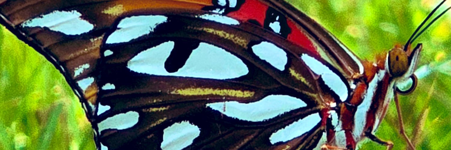 MsEverett5's profile banner image