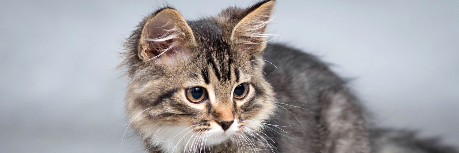Realcatsfr's profile banner image
