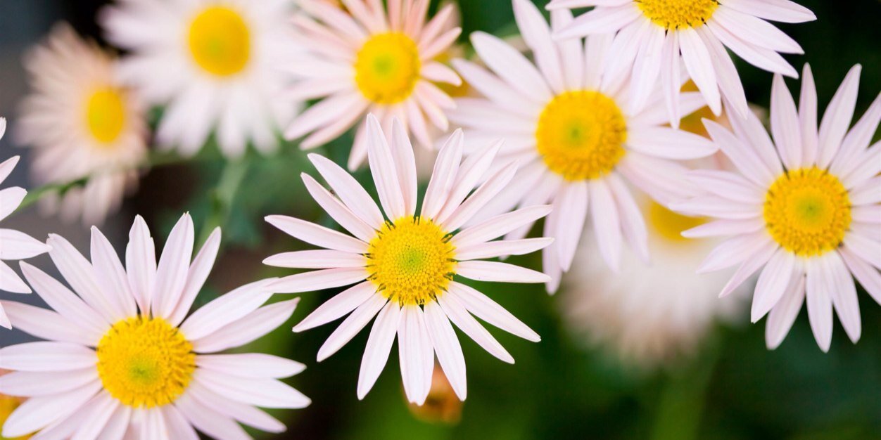 RomeroFlower's profile banner image