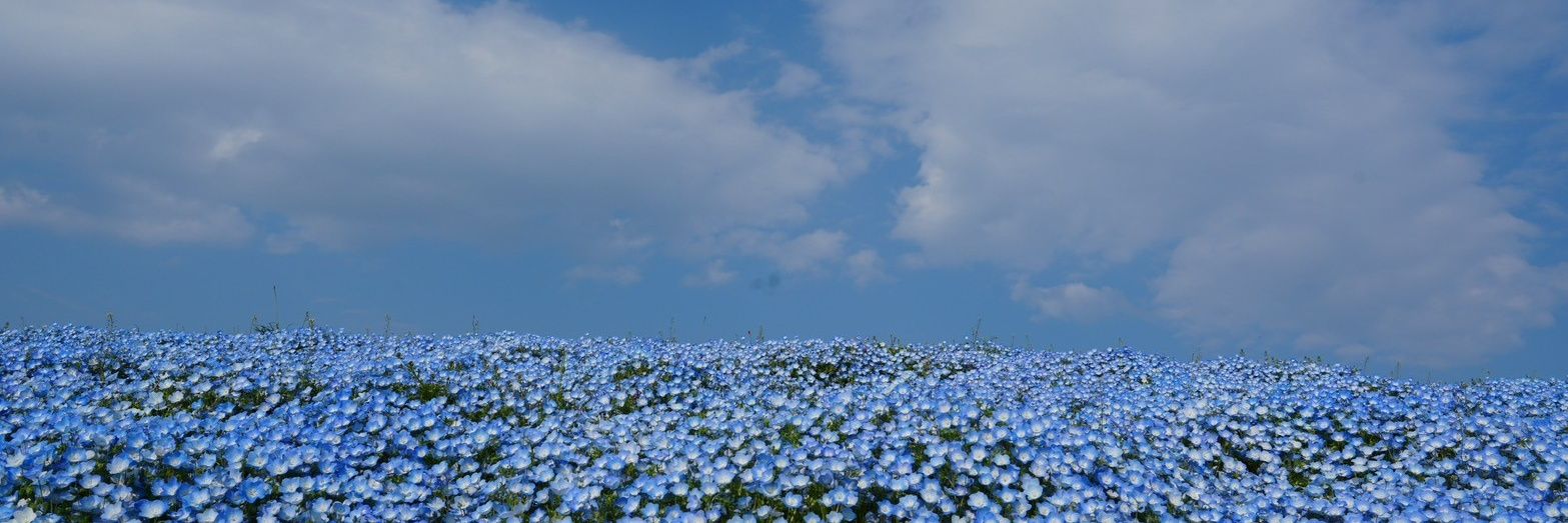 AnimeFreedom's profile banner image
