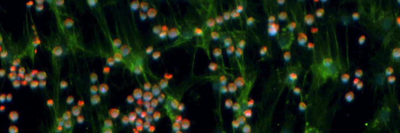 Scott Olson Cell Therapy Lab banner