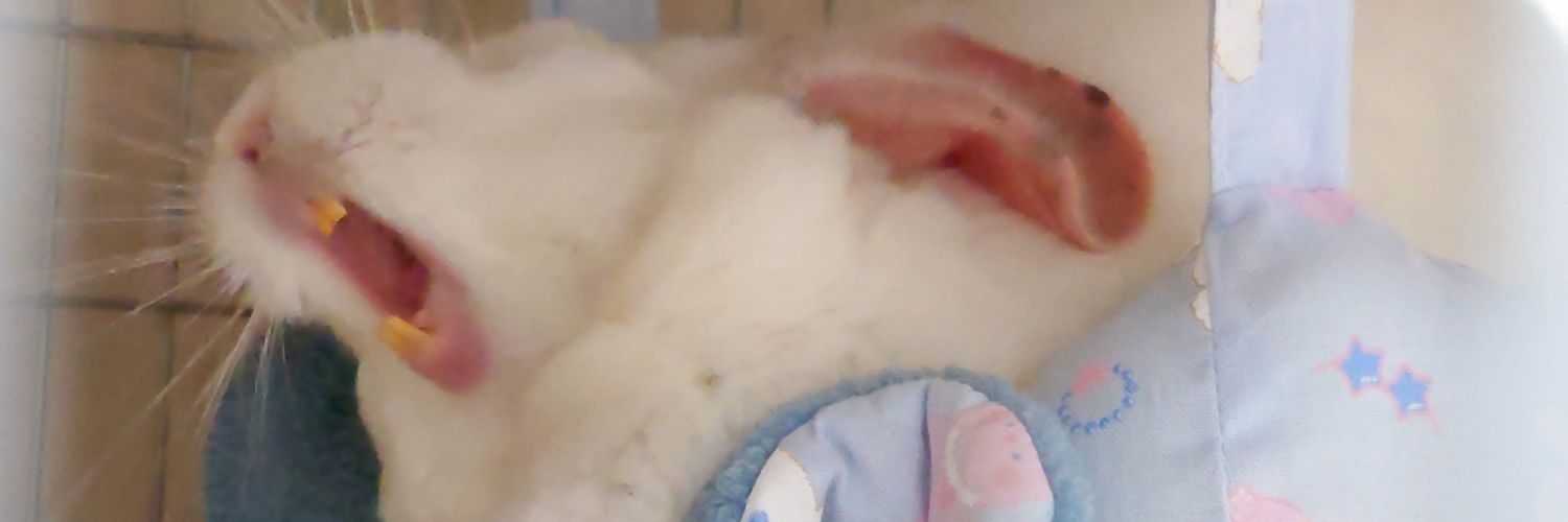 Namyukiha's profile banner image
