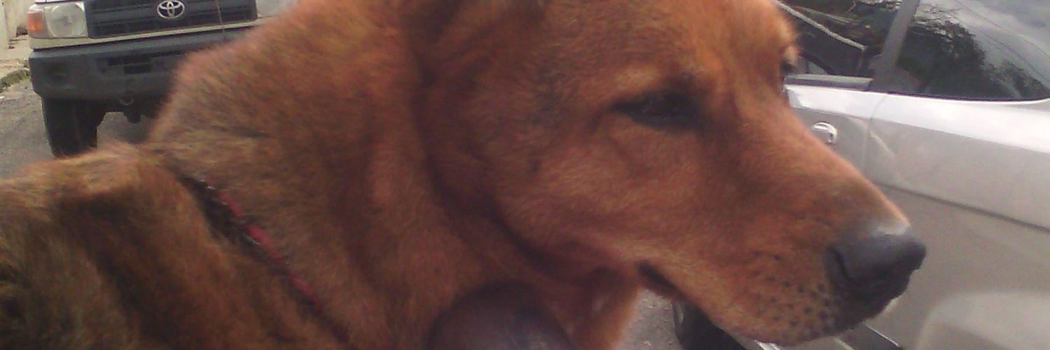 falsek's profile banner image