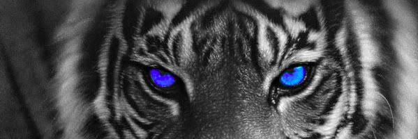 APN_Roxi's profile banner image
