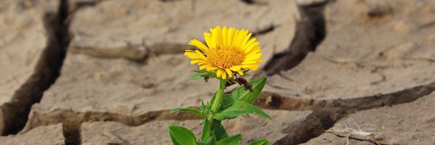 Never give up hope. 🌻 banner