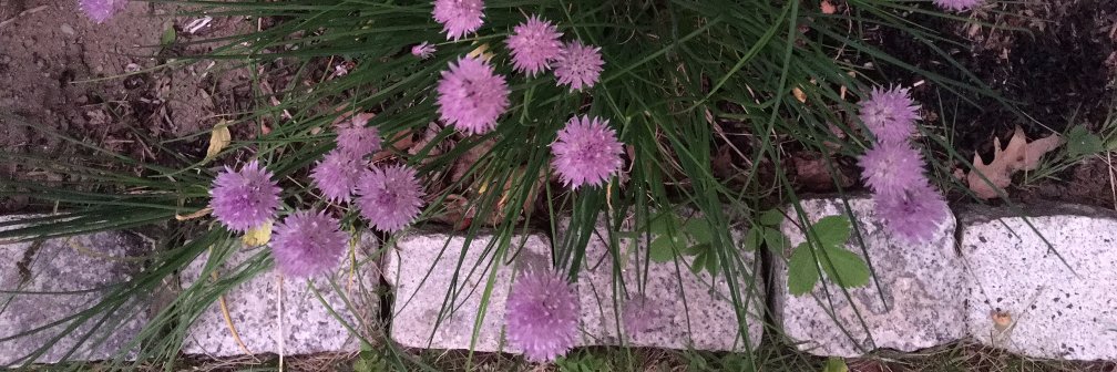 mistymclaughlin's profile banner image