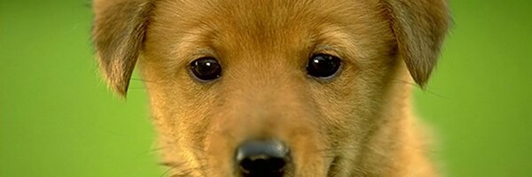 dolorver Profile Banner