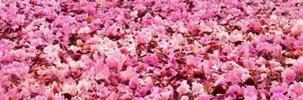 rosarium_'s profile banner image