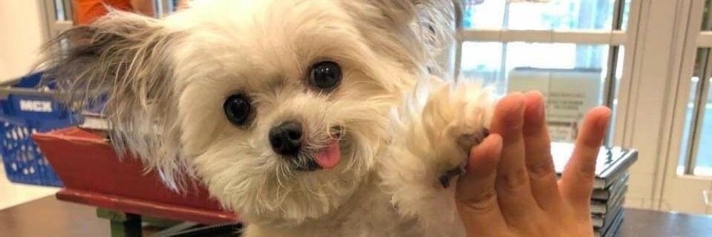 dipo seorang manusia banner